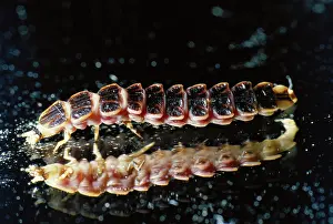 Larvae: Glowworm Beetle on Mirror