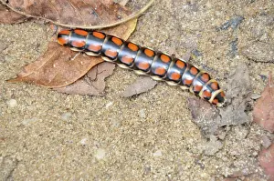 Glowworm: Glowworm, or Railroad Worm