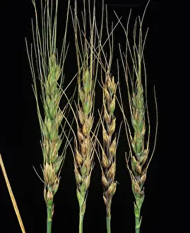 Lesions: Glume blotch on ears of wheat