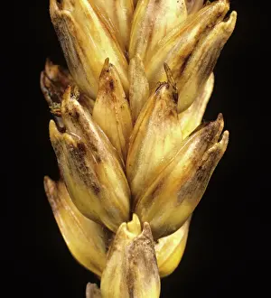 Blotch: Glume Blotch (Septoria nodorum) on Wheat