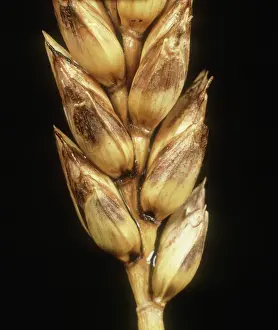 Blotch: Glume Blotch on Wheat