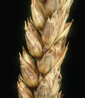 Blotch: Glume blotch on wheat
