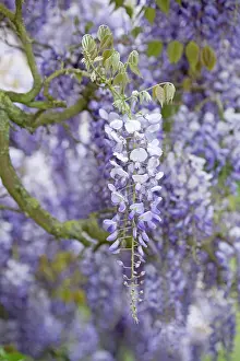 Wisteria: Glycine - flowering