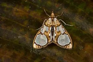 Crambidae: (Glyphodes cf. grandisalis) Crambidae, Spilomelinae