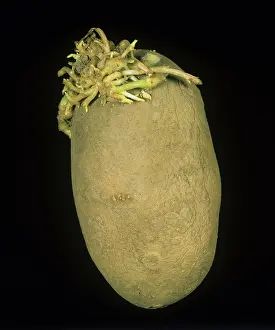 Sprouts: Glyphosate phytotoxicity deformed sprouts