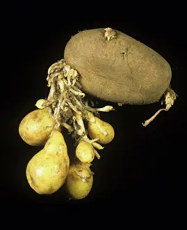 Toxicity: Glyphosate phytotoxicity secondary tuber growth