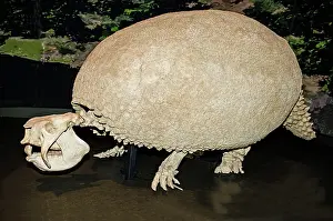 Grooved: Glyptodon