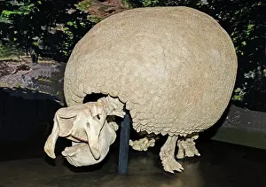 Grooved: Glyptodon
