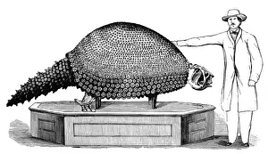 Consumer: Glyptodon, Cenozoic Mammal