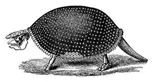 Consumer: Glyptodon, Cenozoic Mammal