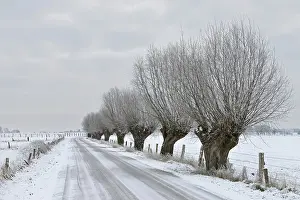 Roads: Gnarled old pollarded trees, pollarded willows (Salix sp)
