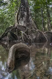 Roots: The gnarly roots of a corkwood tree (Pterocarpu