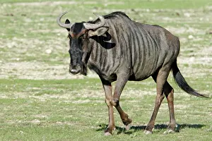 Gnou: Gnou - in safari Park