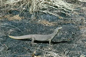 Goanna: Goanna