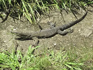 Varanus: Goanna, Lace Monitor Lizard