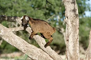 Argan: Goat in the Argan Tree