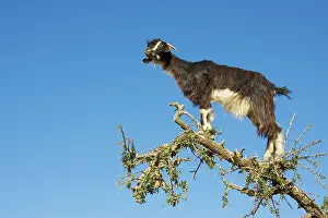 Anti: Goat - in Argan trees (Argania spinosa) at the