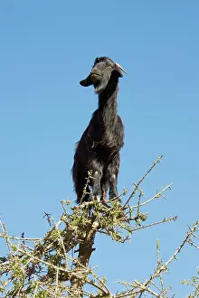 Anti: Goat - in Argan trees (Argania spinosa) at the
