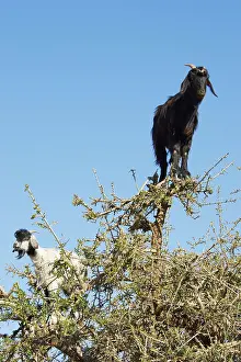 Anti: Goat - in Argan trees (Argania spinosa) at the