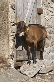 Book: Goat to the barn in the mountain pastures in summer Savoie