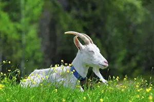 Necklace: Goat (Capra) on a pasture, Oberbayern, Bavaria