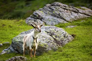 Ruminantia: Goat (Capra), standing Ziege (capra)