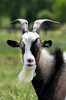Beards: Goat - close-up head in meadow