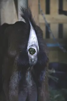 Excretion: Goat defecating France