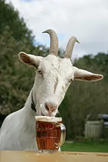 Beer: Goat drinking beer
