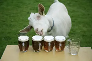 Beer: Goat drinking beer