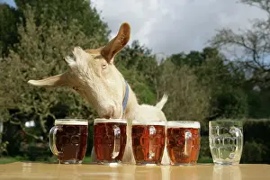 Beer: Goat - drinking beer