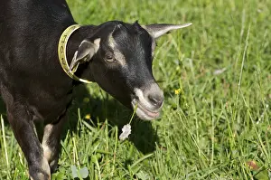 Book: Goat eating a flower of the alps in Savoie France