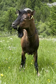 Book: Goat eating grass in Savoie France