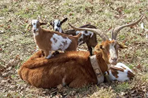 Goat: Goat, Family, Mother, Child, France, Europe
