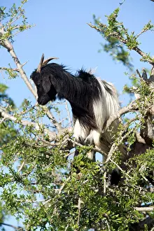 Argan: Goat feeding on the Argan Tree