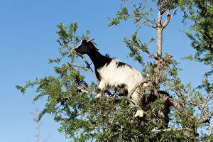 Argan: Goat feeding on the Argan Tree