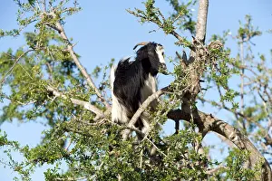 Argan: Goat feeding on the Argan Tree