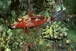 Goatfish: Goat Fish - sleeping