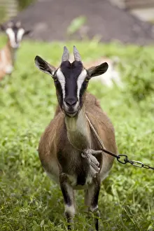 Attach: Goat in a garden in Martinique Island