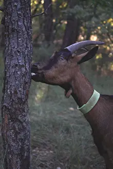 Gnawing: Goat gnawing the trunk of a tree France