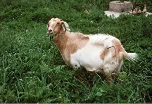 Ardea London: GOAT - GRAZING IN LONG GRASS