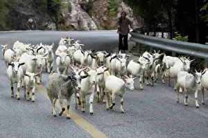 Guilin: Goat Herd, China