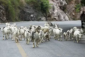 Guilin: Goat Herd, China