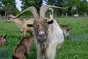 Normandie: Goat and its herd of goats Lonlay l'Abbaye Orne