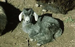 Nomadic: Goat Kid