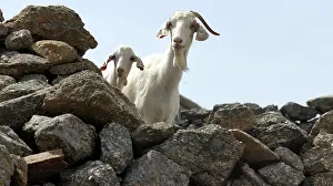 Societies: Goat and kid on a stone wall - Mykonos Greece