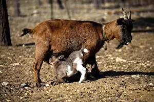 Suck: Goat and kid sucking France