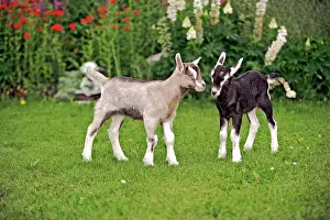 Kids: Goat Kids - two a few days old playing together by flower