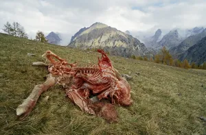 Mercantour: Goat killed by wolves PN Mercantour France