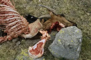 Mercantour: Goat killed by wolves PN Mercantour France